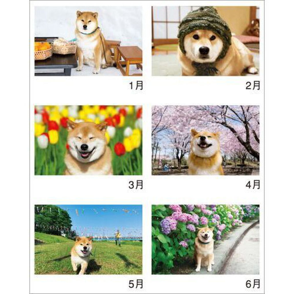 "Shiba Inu Maru Walk" Calendar