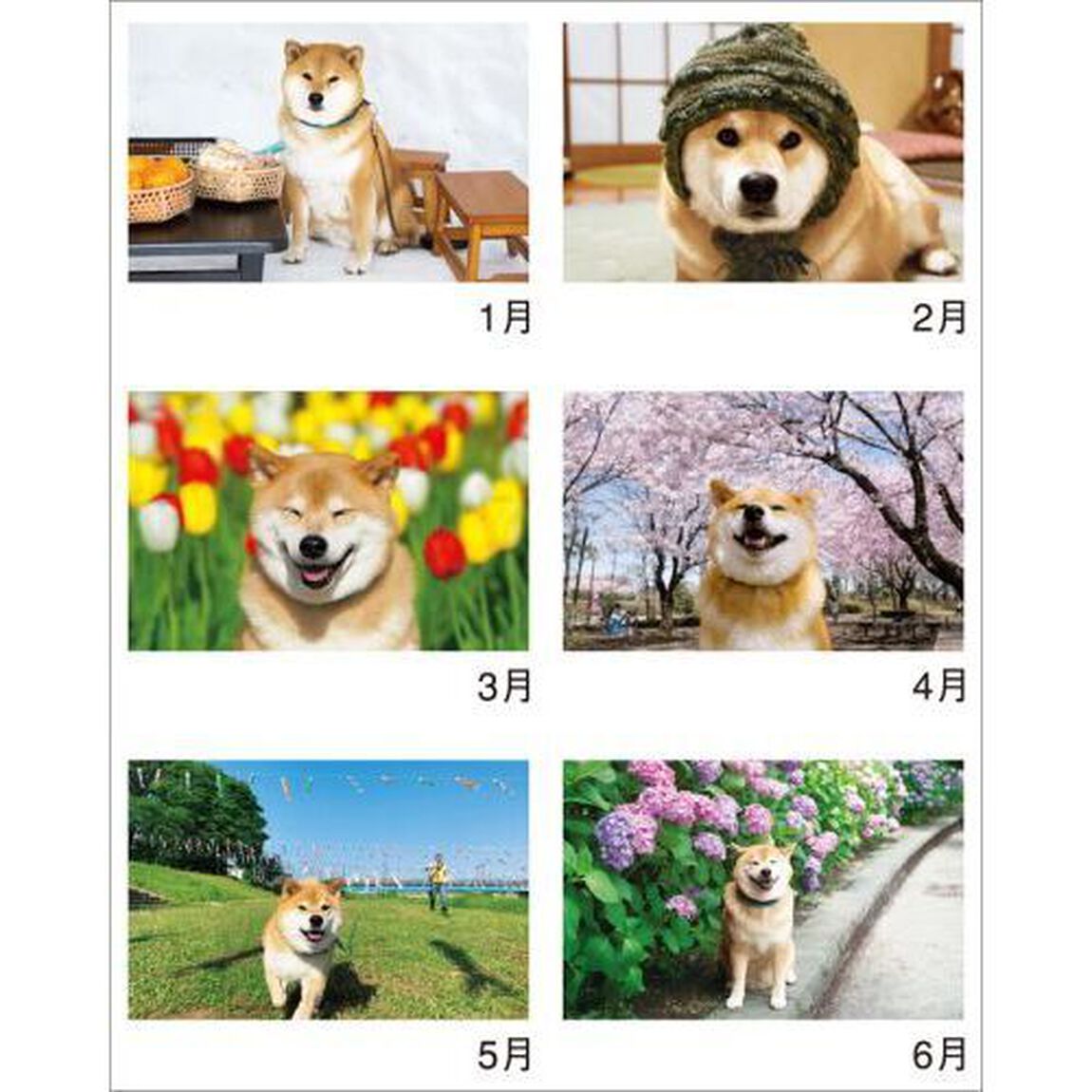 "Shiba Inu Maru Walk" Calendar