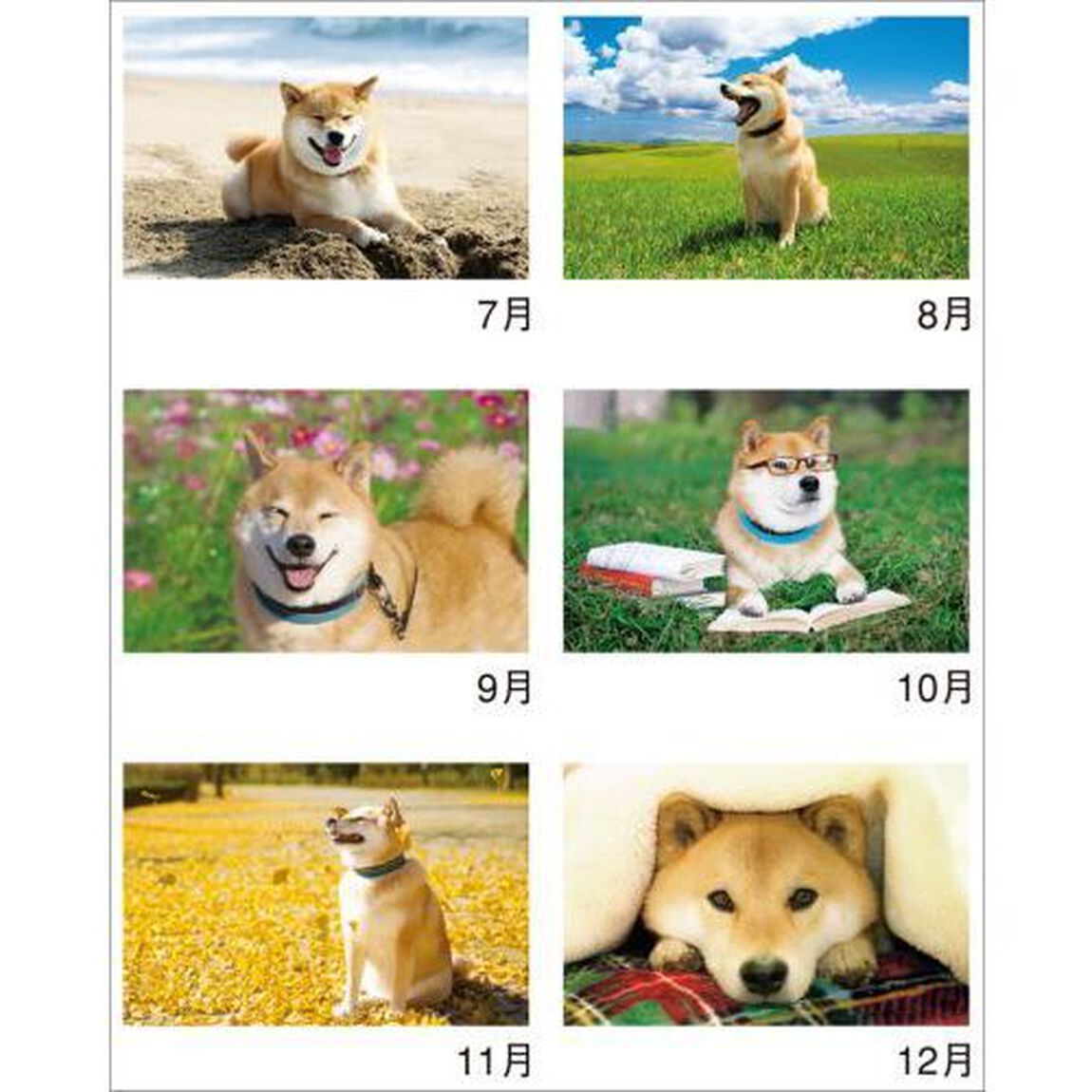 "Shiba Inu Maru Walk" Calendar